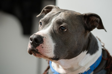 adult pitbull is listening to your training commands