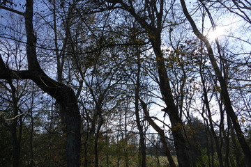November afternoon in the woods