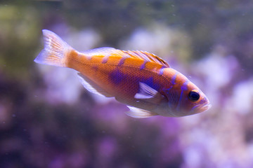 The Chalk bass (Serranus tortugarum).