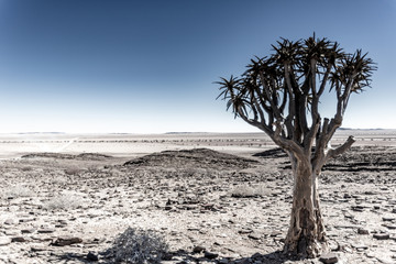 Arbre au milieu du désert en Namibie