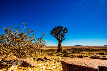 Naklejka premium Arbre au milieu du désert en Namibie