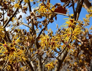 早春に咲くシナマンサクの花