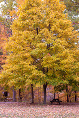 Vibrant Yellow Tree
