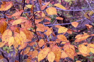 Yellow and Orange in Fall
