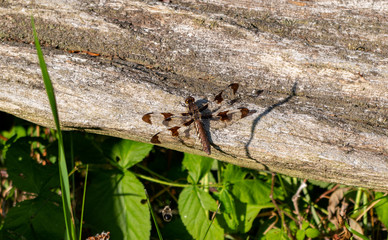 Colorful Dragonfly or damselfly