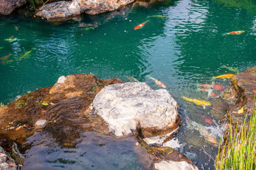 Running water stream and fish