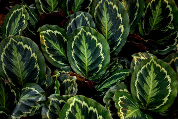 Tropical Calathea roseopicta leaf texture in garden,abstract nature green background.
