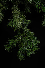 Christmas green spruce branch on black background
