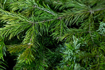 Fototapeta na wymiar Christmas tree background. Spruce branches shot with shallow depth of field.
