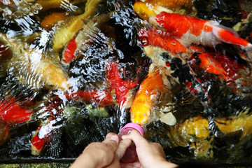 Fototapeta na wymiar feeding japanese carp fishes swim in pond, close up japanese carp fishes eating food from plastic bottle
