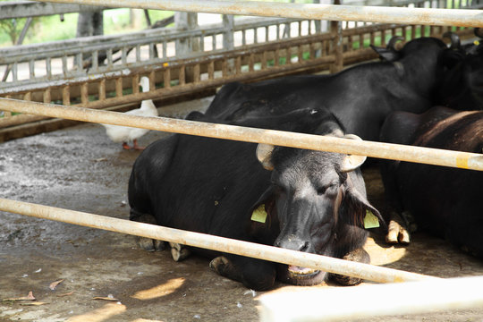 close up young murrah buffaloes in stable, buffaloes in a farm