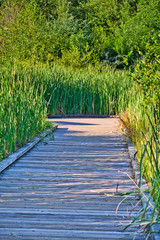 2019-07-25 WOODEN BOARDWALK WITH CAT TAILS