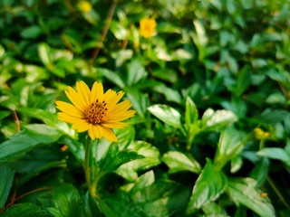 yellow flower in the garden