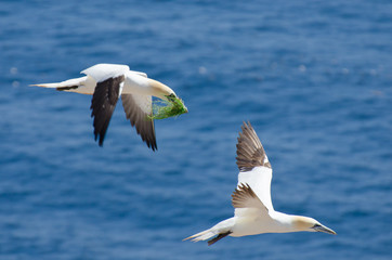 Fou de Bassan avec nourriture