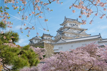 Himeji castle wiith cherry blossom