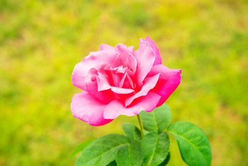 Pink roses are planted in the garden during the daytime beautiful