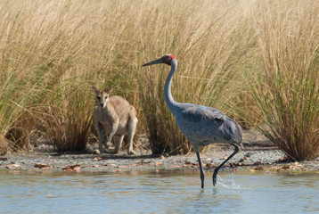 A Brolga in a Lagoon in the far north of Queensland, Australia.