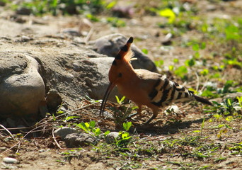 Hoopoes are colourful birds found across Afro-Eurasia, notable for their distinctive 