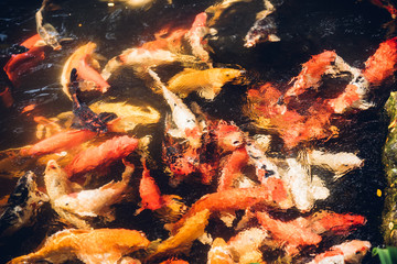 Obraz na płótnie Canvas Many beauty carp fish colorful swimming