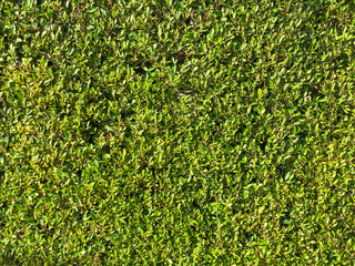 Abstract green leaf wall background.