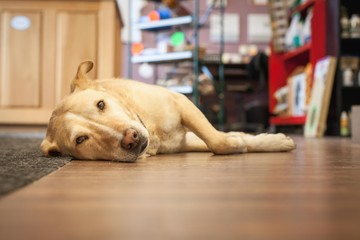Yellow Lab Laying On Floor In Pet Store