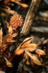 Nypa fruticans flowers and seeds