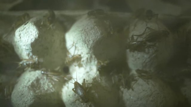 Many crickets in farms on egg tray.