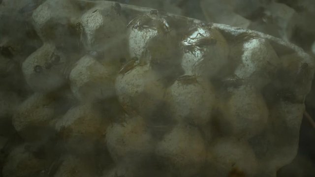 Many crickets in farms on egg tray.