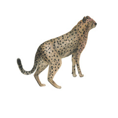 Watercolor painting  a gepard. Africa collection © ramiia