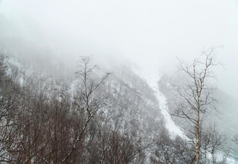 Misty cloud forest in winter season