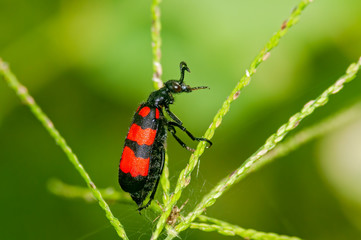 A blister beetle on its way on a leaf
