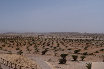Land of Frankincense, Wadi Dawkah, Dhofar, Oman