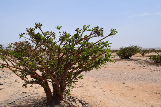 Land of Frankincense, Wadi Dawkah, Dhofar, Oman