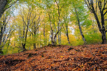 Autumn forest landscape