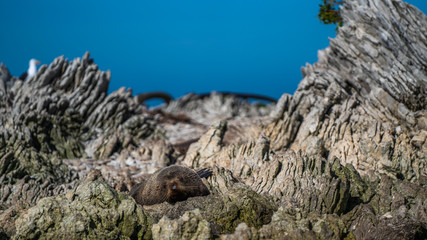 Punakaiki Pancake Rock In New Zealand 