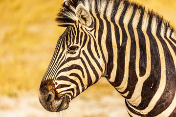 Fototapeta na wymiar Zebra portrait at Etosha national park in Namibia, Africa