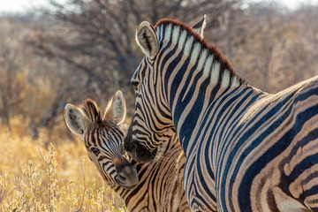 Fototapeta na wymiar Zebras (mother and son) at Etosha national park in Namibia, Africa 