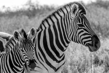 Fototapeta na wymiar Zebras (mother and son) at Etosha national park in Namibia, Africa 
