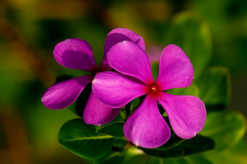 The light on these two catharanthus flowers was so beautiful and unidirectional that details of flowers were clearly visible with saturated colors.