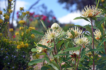 Hardy, drought tolerant water-wise Australian spring garden with white Shady Lady waratahs, Telopea speciosissima, and yellow broad leaf drumstick flowers, Isopogon anemonifolius, under a blue sky