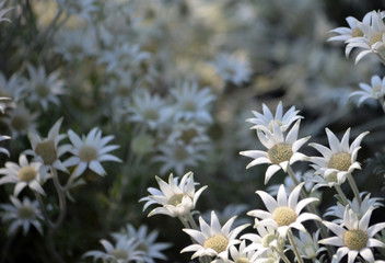 Spring background of Australian native flannel flowers, Actinotus helianthi, growing in woodland understory, Sydney, New South Wales, Australia. Spring and summer flowering.