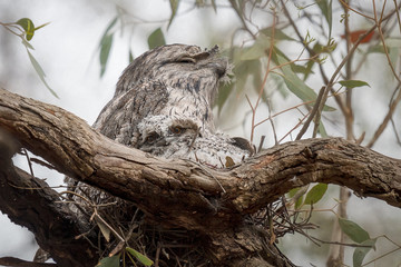 Tawny Frogmouth with chick (Podargus strigoides)