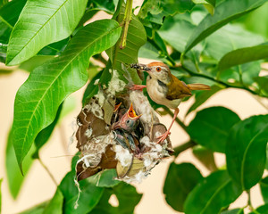 Common tailorbird feeding chicks at nest on a tree. This image shows the pure motherhood of a common tailorbird.