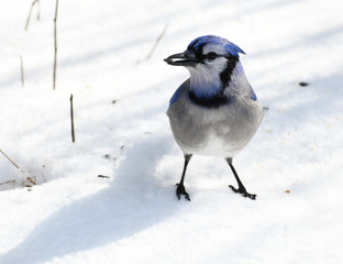 close up on blue jay in the snow