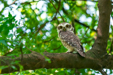 Cute spotted owlet making eye to eye contact.