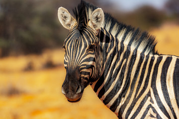 Fototapeta na wymiar Zebra portrait at Etosha national park in Namibia, Africa