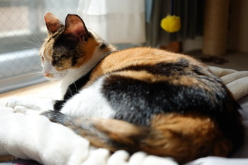 お昼寝タイムの猫
