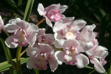 Sydney Australia, stem of pale pale pink orchid flowers in garden