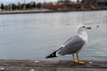 Seagull standing in a platform near the sea. Calm and beautiful bird 