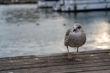 Seagull standing in a platform near the sea. Calm and beautiful bird 